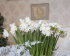 Нарцисс Пейпер Уайт (Narcissus tazetta Paperwhite), 5 шт (разбор 15/16)
