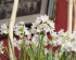 Нарцисс Пейпер Уайт (Narcissus tazetta Paperwhite), 5 шт (разбор 15/16)