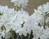 Нарцисс Пейпер Уайт (Narcissus tazetta Paperwhite), 5 шт (разбор 15/16)