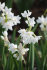 Нарцисс Пейпер Уайт (Narcissus tazetta Paperwhite), 5 шт (разбор 15/16)