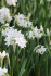 Нарцисс Пейпер Уайт (Narcissus tazetta Paperwhite), 5 шт (разбор 15/16)