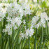 Нарцисс Пейпер Уайт (Narcissus tazetta Paperwhite), 5 шт (разбор 15/16)