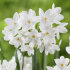 Нарцисс Пейпер Уайт (Narcissus tazetta Paperwhite), 5 шт (разбор 15/16)
