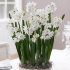 Нарцисс Пейпер Уайт (Narcissus tazetta Paperwhite), 5 шт (разбор 15/16)