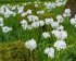 Нарцисс Пейпер Уайт (Narcissus tazetta Paperwhite), 5 шт (разбор 15/16)