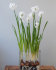 Нарцисс Пейпер Уайт (Narcissus tazetta Paperwhite), 5 шт (разбор 15/16)