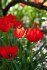 Тюльпан баталини Линифолия (batalinii linifolia), 15 шт (разбор 5/6)