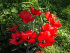 Тюльпан баталини Линифолия (batalinii linifolia), 15 шт (разбор 5/6)
