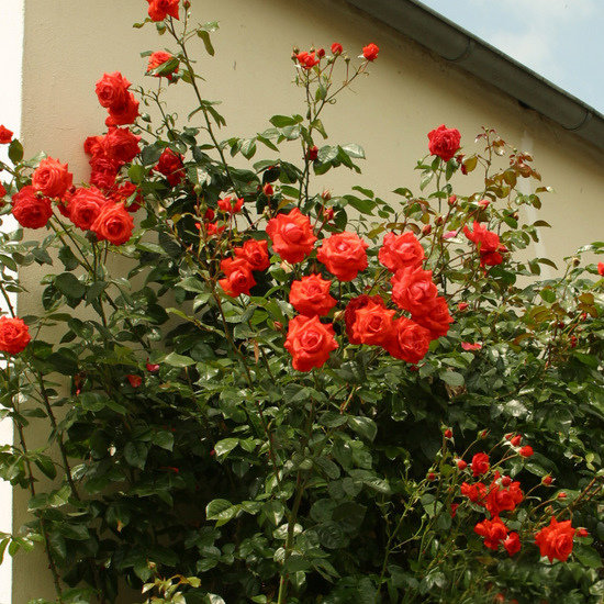 Купить роза салита (salita) по цене 384 руб. в интернет магазине Первые  Семена