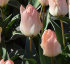 Тюльпан Литтл Гел (Tulipa Little Girl), 10 шт (разбор 11/12)