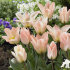 Тюльпан Литтл Гел (Tulipa Little Girl), 10 шт (разбор 11/12)
