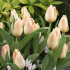 Тюльпан Литтл Гел (Tulipa Little Girl), 10 шт (разбор 11/12)