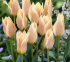 Тюльпан Литтл Гел (Tulipa Little Girl), 10 шт (разбор 11/12)