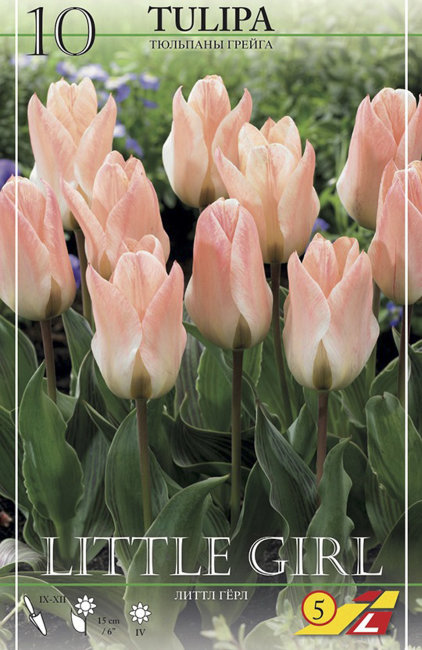 Тюльпан Литтл Гел (Tulipa Little Girl), 10 шт (разбор 11/12)