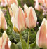Тюльпан Литтл Гел (Tulipa Little Girl), 10 шт (разбор 11/12)