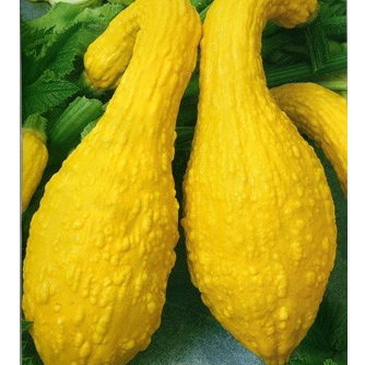Купить семена Кабачок желтоплодный Золотой гребешок в магазине ПервыеСемена по цене 21 руб.