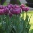 Тюльпан Пёпл Леди (Tulipa Purple Lady), 5 шт (разбор 11/12)
