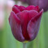 Тюльпан Пёпл Леди (Tulipa Purple Lady), 5 шт (разбор 11/12)