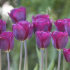 Тюльпан Пёпл Леди (Tulipa Purple Lady), 5 шт (разбор 11/12)