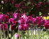 Тюльпан Пёпл Леди (Tulipa Purple Lady), 5 шт (разбор 11/12)
