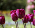 Тюльпан Пёпл Леди (Tulipa Purple Lady), 5 шт (разбор 11/12)