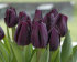 Тюльпан Пёпл Леди (Tulipa Purple Lady), 5 шт (разбор 11/12)