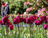 Тюльпан Пёпл Леди (Tulipa Purple Lady), 5 шт (разбор 11/12)