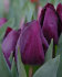 Тюльпан Пёпл Леди (Tulipa Purple Lady), 5 шт (разбор 11/12)