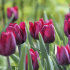 Тюльпан Рональдо (Tulipa Ronaldo), 10 шт (разбор 11/12)