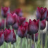 Тюльпан Рональдо (Tulipa Ronaldo), 10 шт (разбор 11/12)