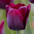 Тюльпан Рональдо (Tulipa Ronaldo), 10 шт (разбор 11/12)