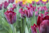 Тюльпан Рональдо (Tulipa Ronaldo), 10 шт (разбор 11/12)