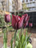 Тюльпан Рональдо (Tulipa Ronaldo), 10 шт (разбор 11/12)