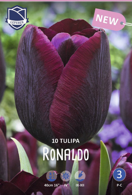 Тюльпан Рональдо (Tulipa Ronaldo), 10 шт (разбор 11/12)