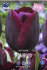Тюльпан Рональдо (Tulipa Ronaldo), 10 шт (разбор 11/12)