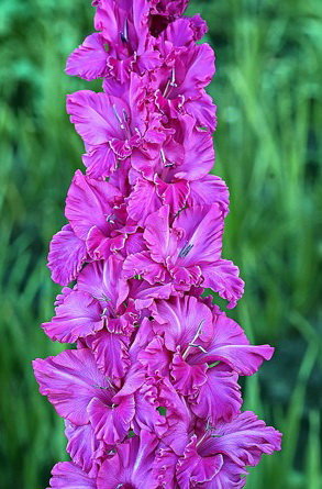 Гладиолус Чарикова Орхидея, 5 шт