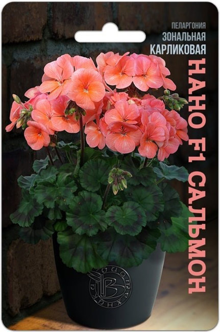 Пеларгония зональная карликовая Нано F1 Сальмон, 5 шт семян