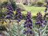 Рябчик персидский (Fritillaria persica), 1 шт (разбор 20/22)