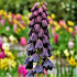 Рябчик персидский (Fritillaria persica), 1 шт (разбор 20/22)
