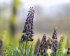 Рябчик персидский (Fritillaria persica), 1 шт (разбор 20/22)