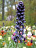 Рябчик персидский (Fritillaria persica), 1 шт (разбор 20/22)