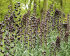 Рябчик персидский (Fritillaria persica), 1 шт (разбор 20/22)