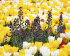 Рябчик персидский (Fritillaria persica), 1 шт (разбор 20/22)