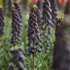 Рябчик персидский (Fritillaria persica), 1 шт (разбор 20/22)