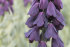Рябчик персидский (Fritillaria persica), 1 шт (разбор 20/22)