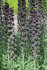 Рябчик персидский (Fritillaria persica), 1 шт (разбор 20/22)