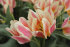 Тюльпан Квебек (Tulipa Quebec), 10 шт (разбор 11/12)