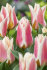 Тюльпан Квебек (Tulipa Quebec), 10 шт (разбор 11/12)