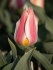 Тюльпан Квебек (Tulipa Quebec), 10 шт (разбор 11/12)