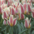 Тюльпан Квебек (Tulipa Quebec), 10 шт (разбор 11/12)